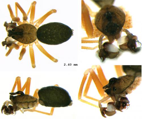 Walckenaeria furcillata