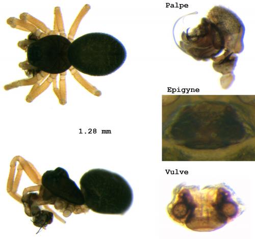 Silometopus bonessi