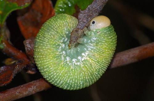 Trichiosoma sp.