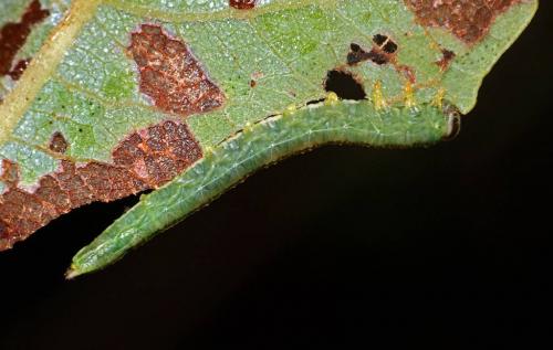 Nematinae