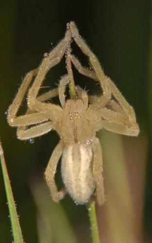 Micrommata virescens
