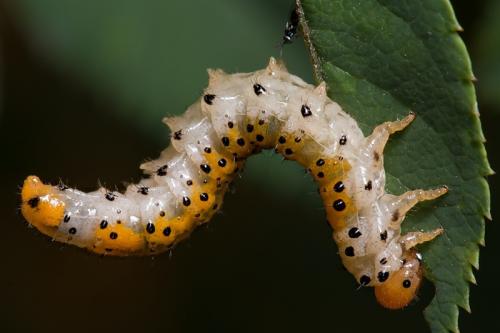 Arge sp.