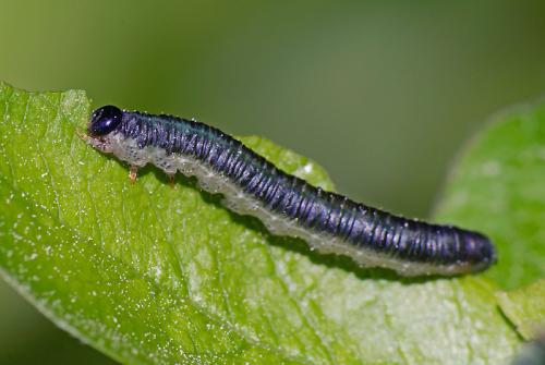 Nematinae