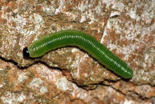 Réf. 81 282 : Strongylogaster sp.