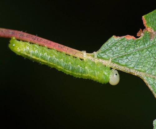 Arge sp.