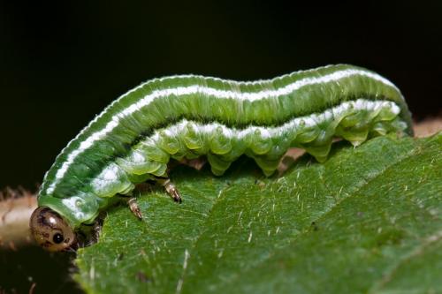 Gilpinia hercyniae