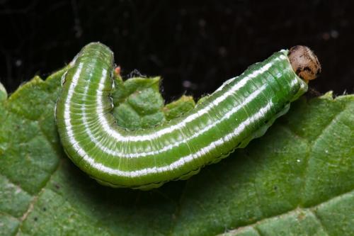 Gilpinia hercyniae