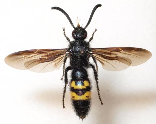 Réf. 81 230 : Scolia hirta