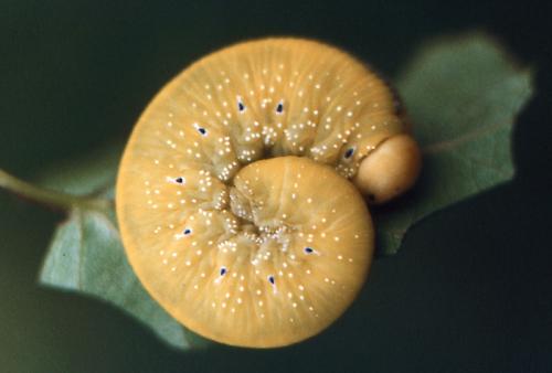 Réf. 81 252 : Cimbex luteus