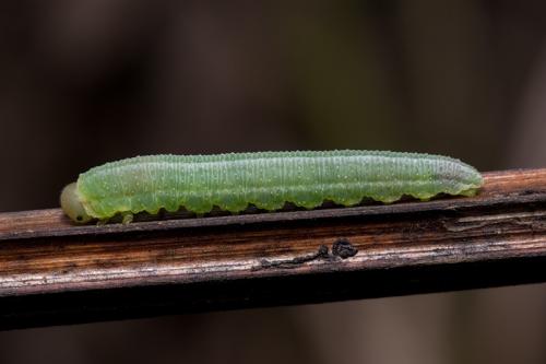 Tenthredopsis sp.