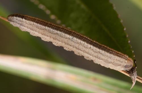 Réf. 81 478 : Tenthredopsis sp.
