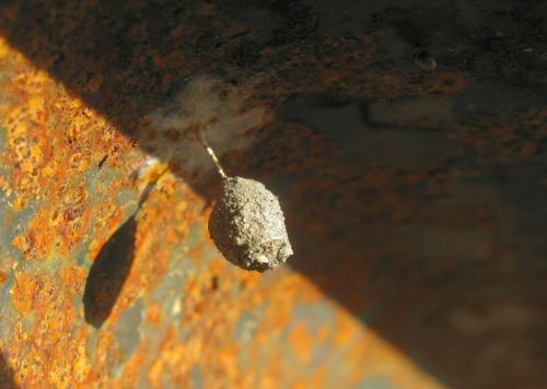 Agroeca sp.