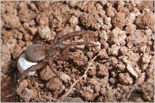 Trochosa sp.