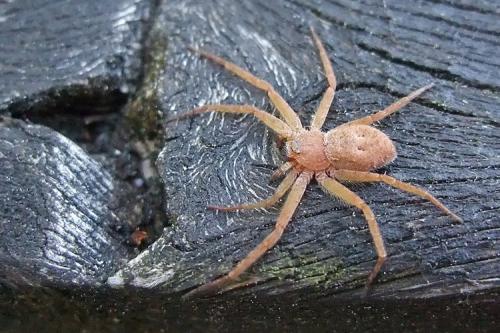 Philodromus sp.