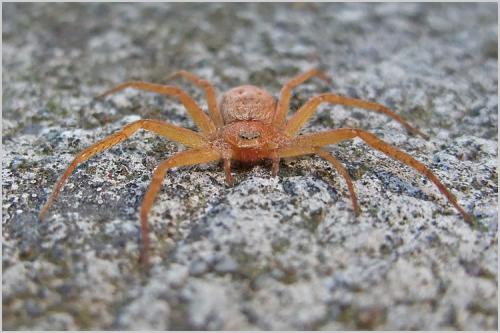 Philodromus sp.