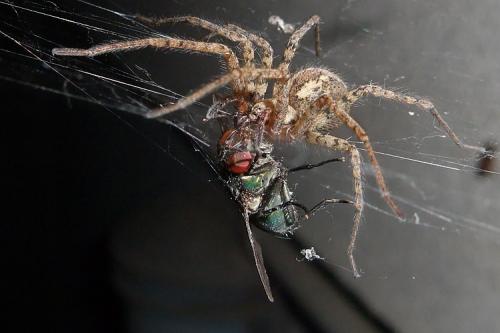 Tegenaria ferruginea