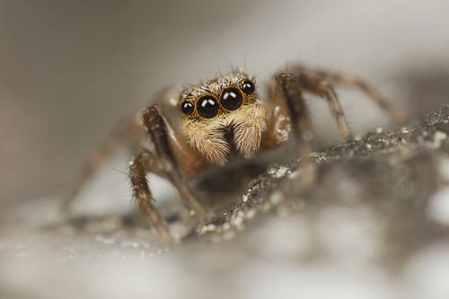 Pseudeuophrys vafra