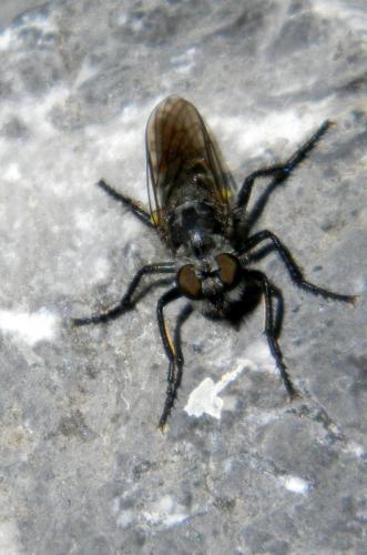 Réf. 81 551 : Cyrtopogon sp.