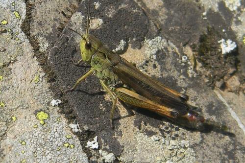 Réf. 81 781 : Stauroderus scalaris scalaris