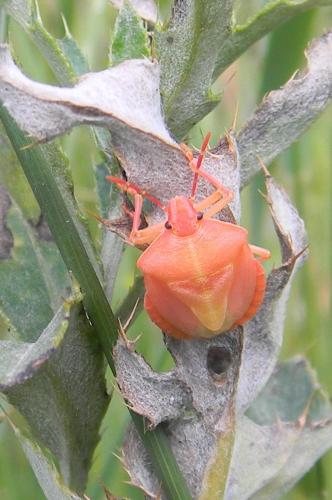 Carpocoris melanocerus