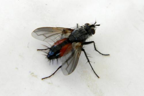 Eriothrix rufomaculata
