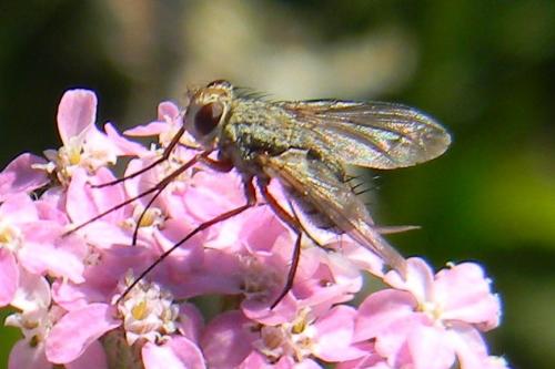 Réf. 81 782 : Prosena siberita