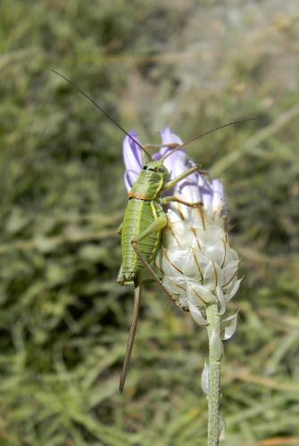 Réf. 81 837 : Ephippiger sp.