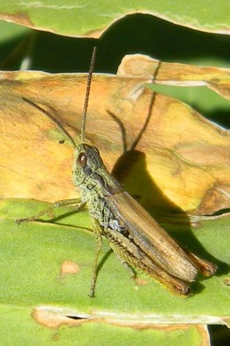 Chorthippus apricarius apricarius