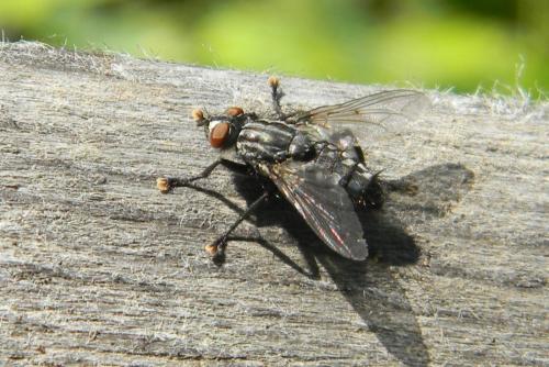 Sarcophaga sp.