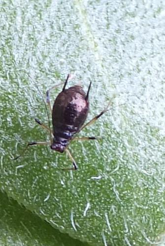 Uroleucon sp.