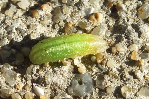 Epistrophe eligans