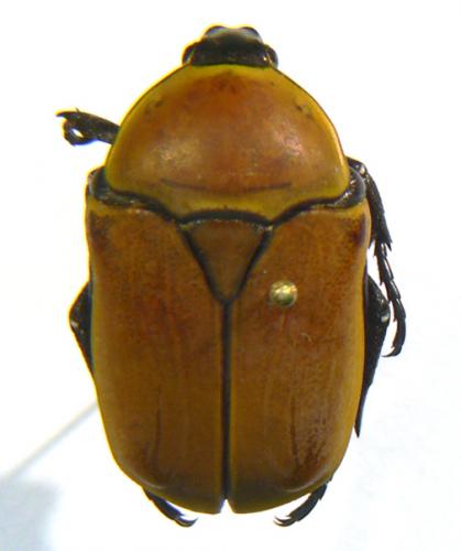 Réf. 81 305 : Pachnoda marginata aurantia