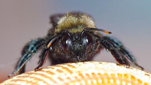 Xylocopa violacea