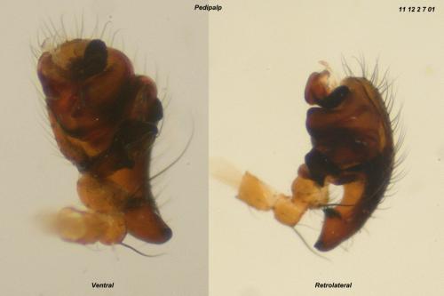 Sintula retroversus