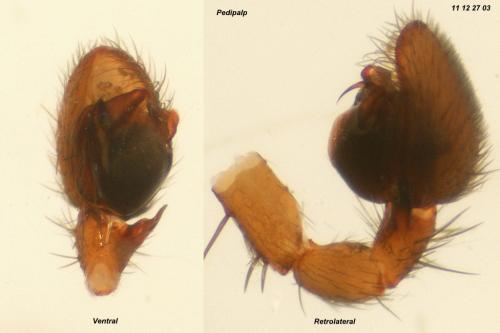 Réf. 81 286 : Agroeca cuprea