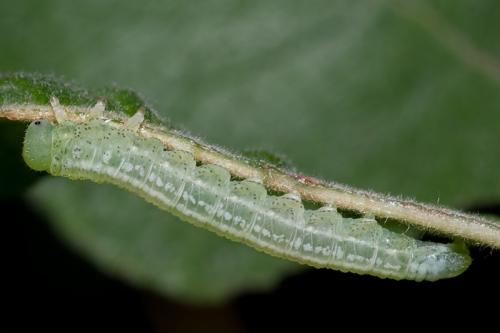 Euura sp.