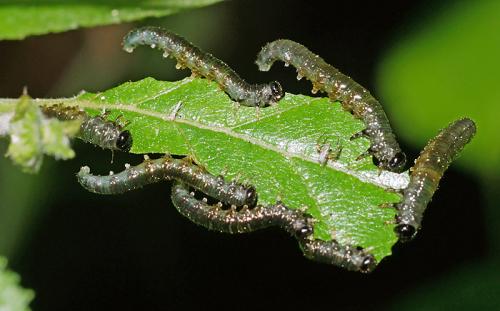 Nematinae