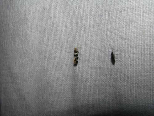 Denisia sp.
