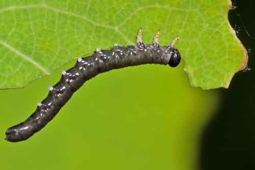 Euura sp.