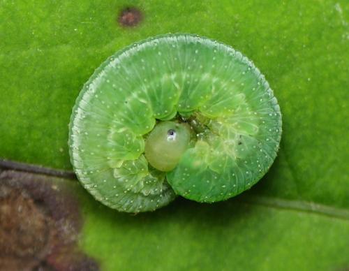 Tenthredopsis sp.