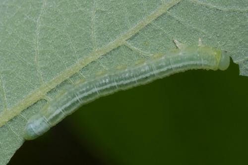Euura sp.