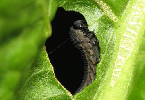 Athalia sp.