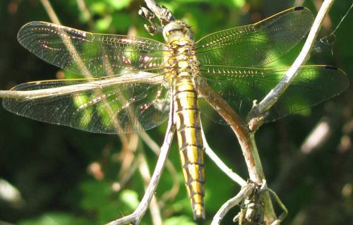 Orthetrum cancellatum