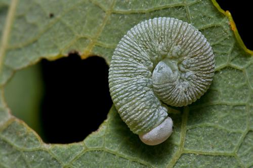 Réf. 81 465 : Trichiosoma sp.