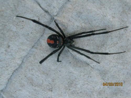 Latrodectus hasselti