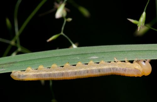Réf. 81 484 : Dolerus sp.