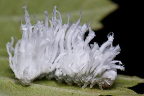 Réf. 81 450 : Eriocampa dorpatica