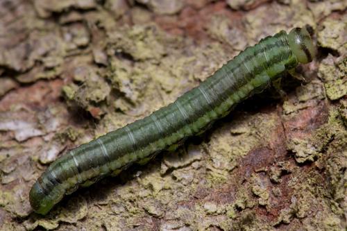 Réf. 81 449 : Nematinae inconnu