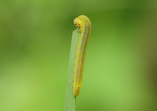 Dolerus sp.