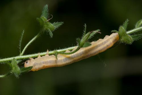 Dolerus sp.